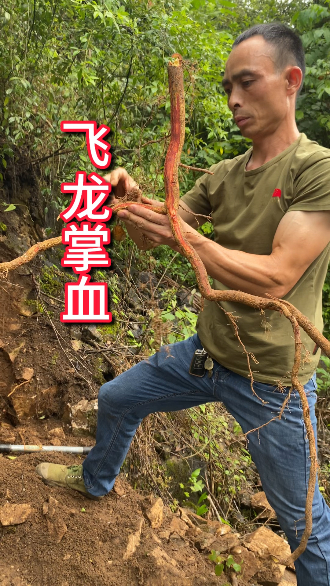 野生飞龙掌血图片