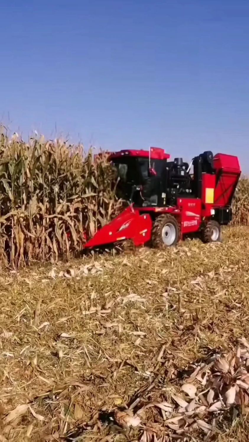 我们屯用机器收玉米的占一多半吧,有一少部分用人工收