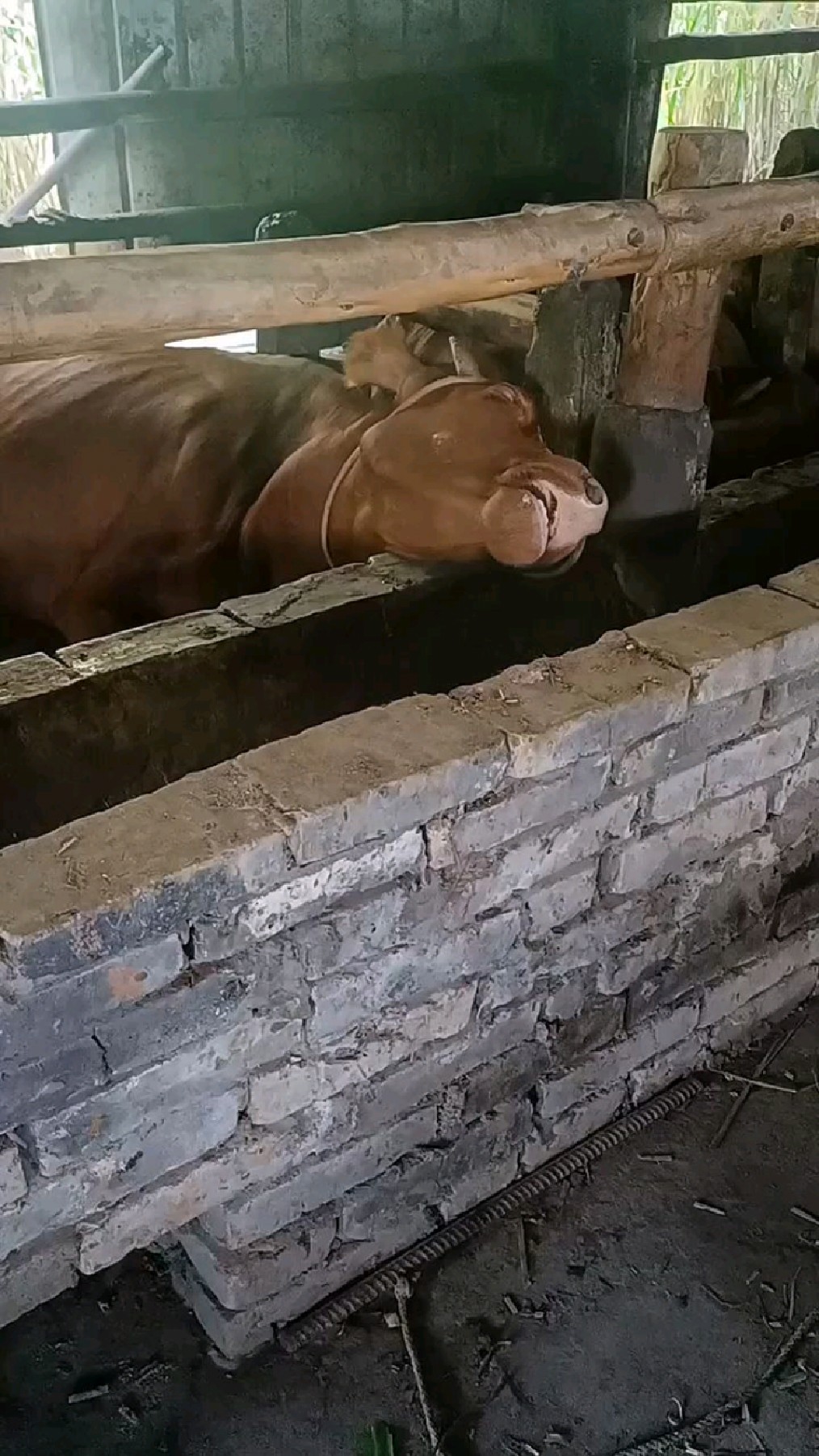 牛睡觉还是第一次看见啊