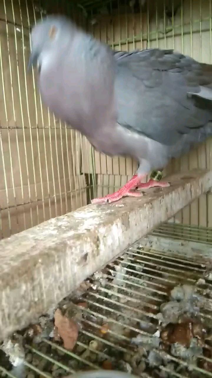 斑鸠和鸽子杂交的后代