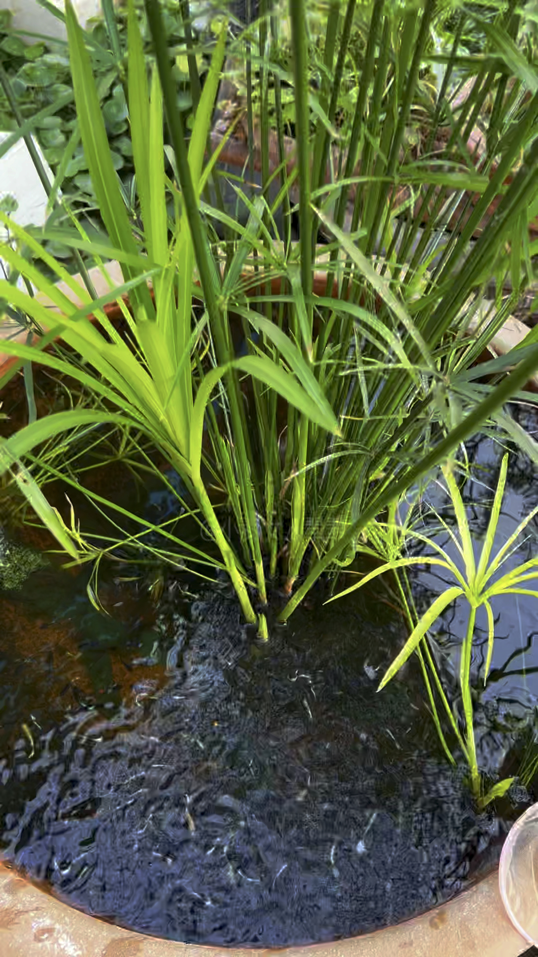 古法养鱼孔雀鱼生态缸