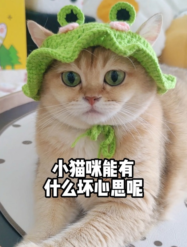 小猫咪能有什么坏心思呢?猫:给点零食吧