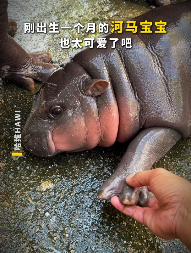刚出生一个月的河马宝宝也太可爱了吧