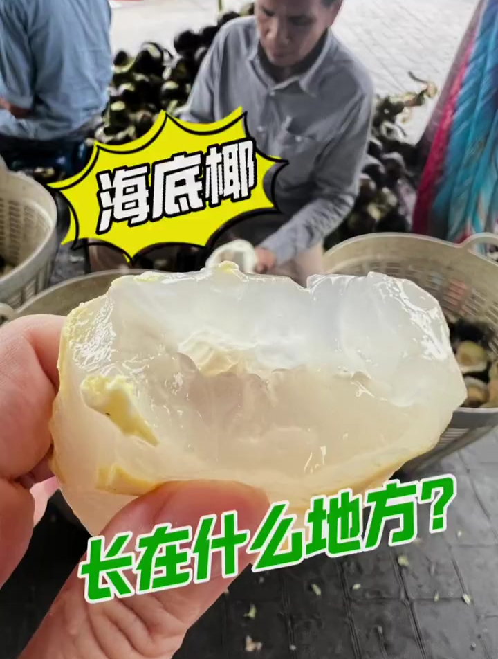 海椰子的功效与作用图片