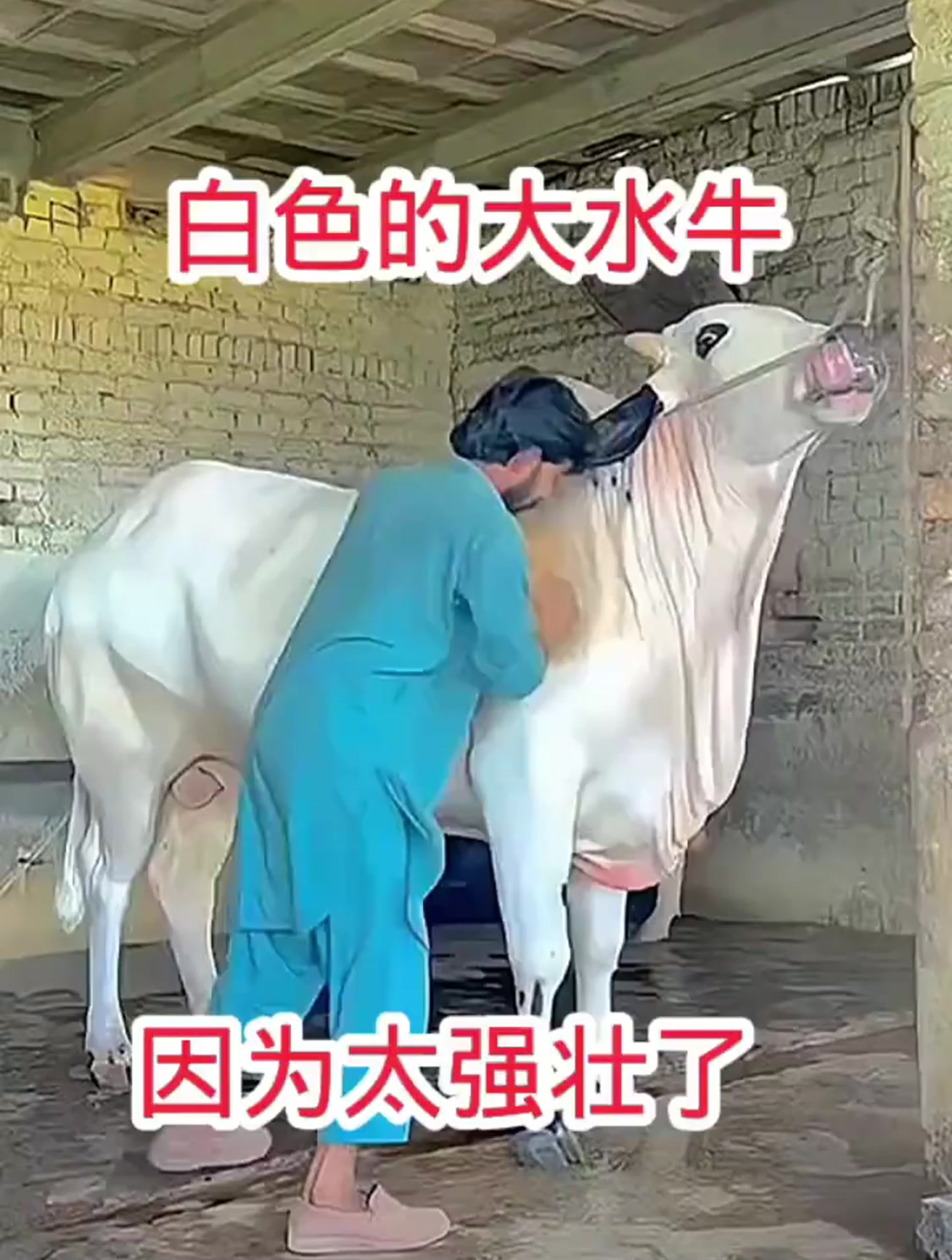 骑中国大水牛图片