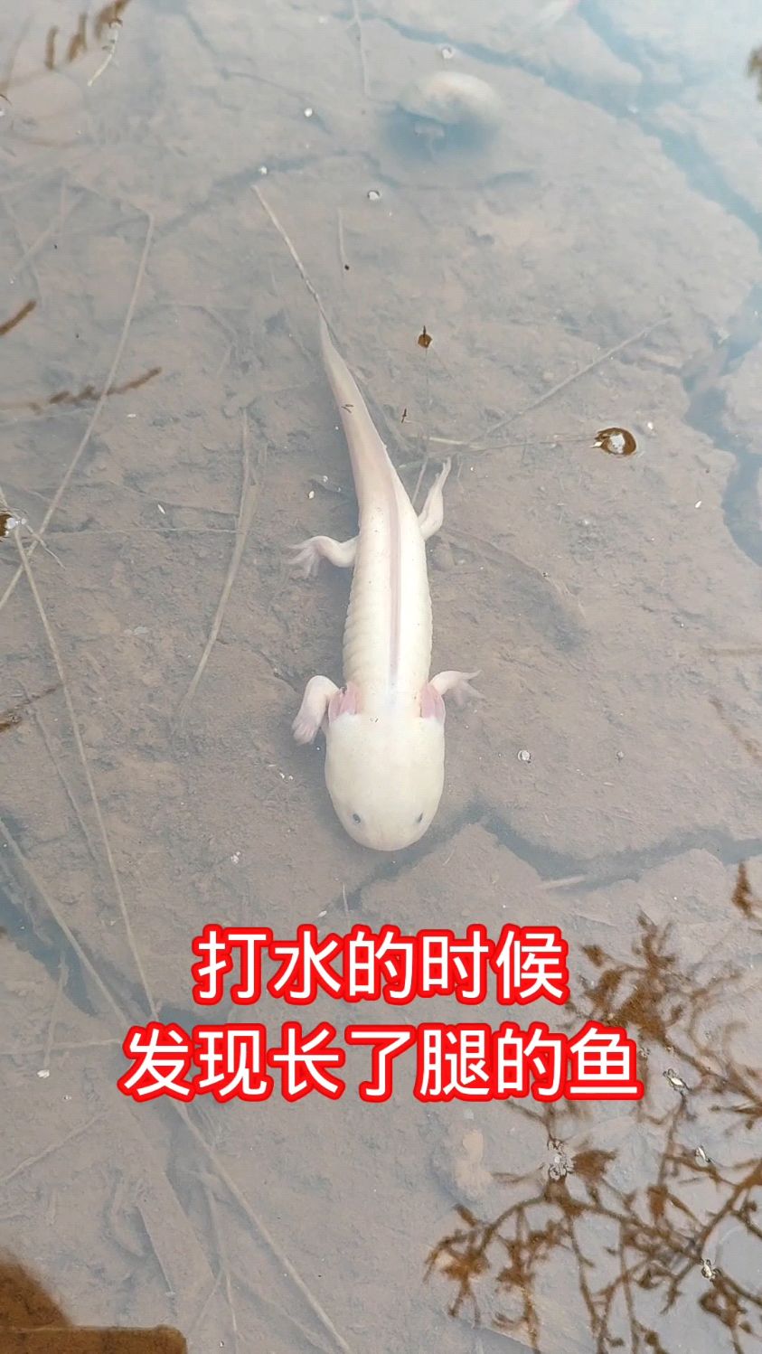 今天打水的时候发现长了腿的鱼