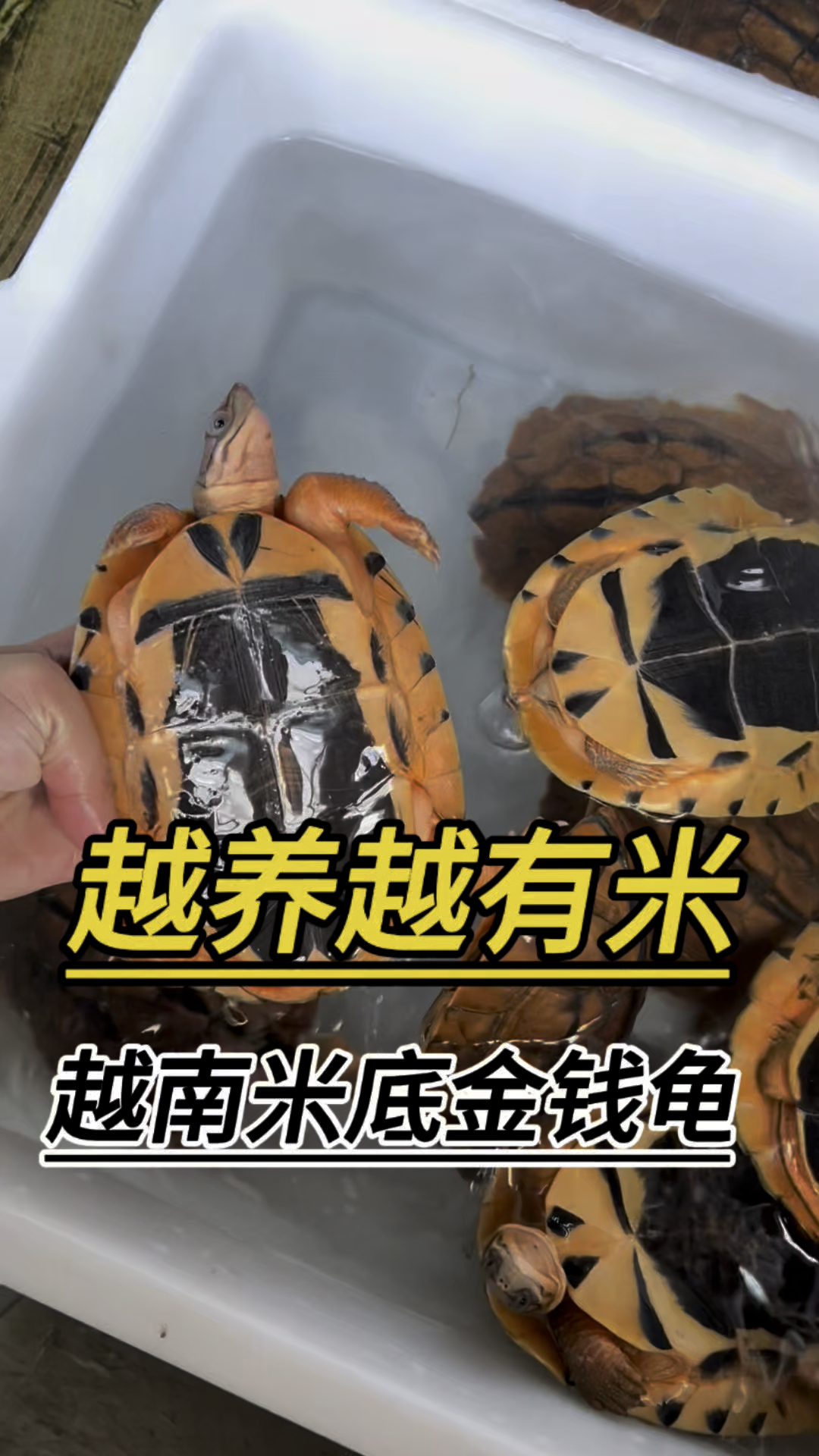 越养越有米的越南米底金钱龟