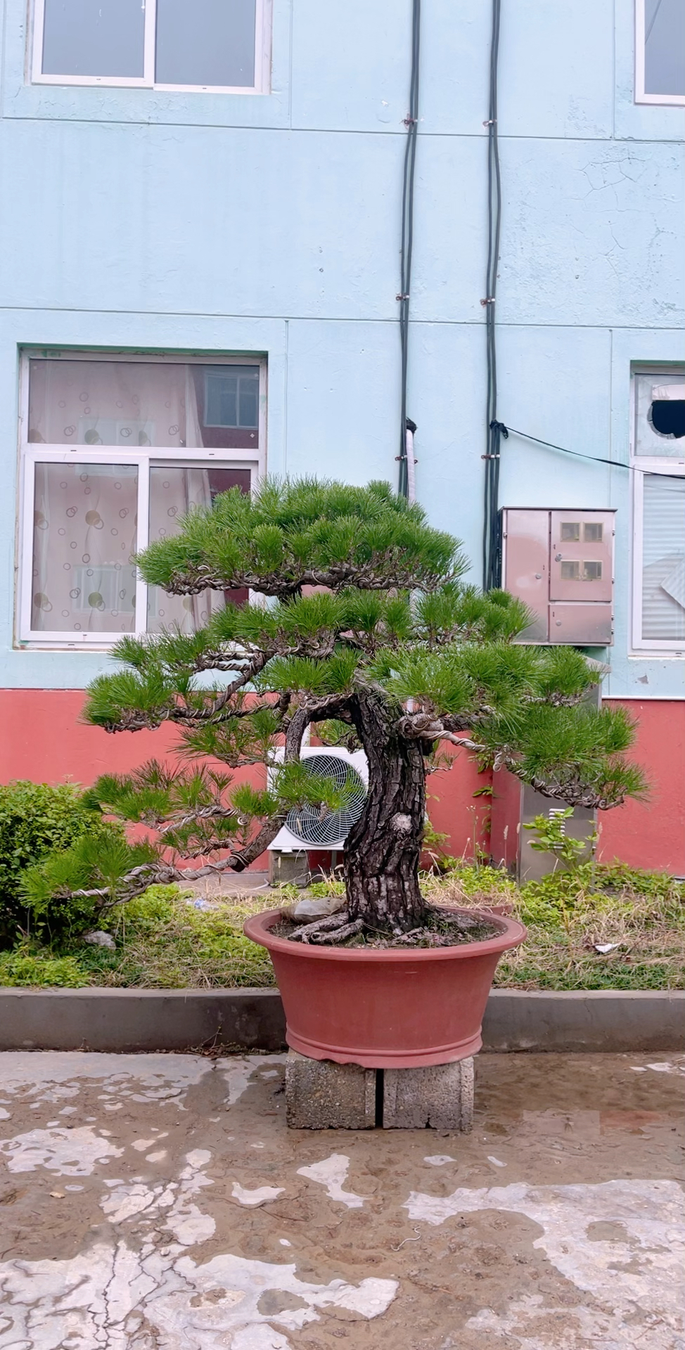 丽景造型黑松图片