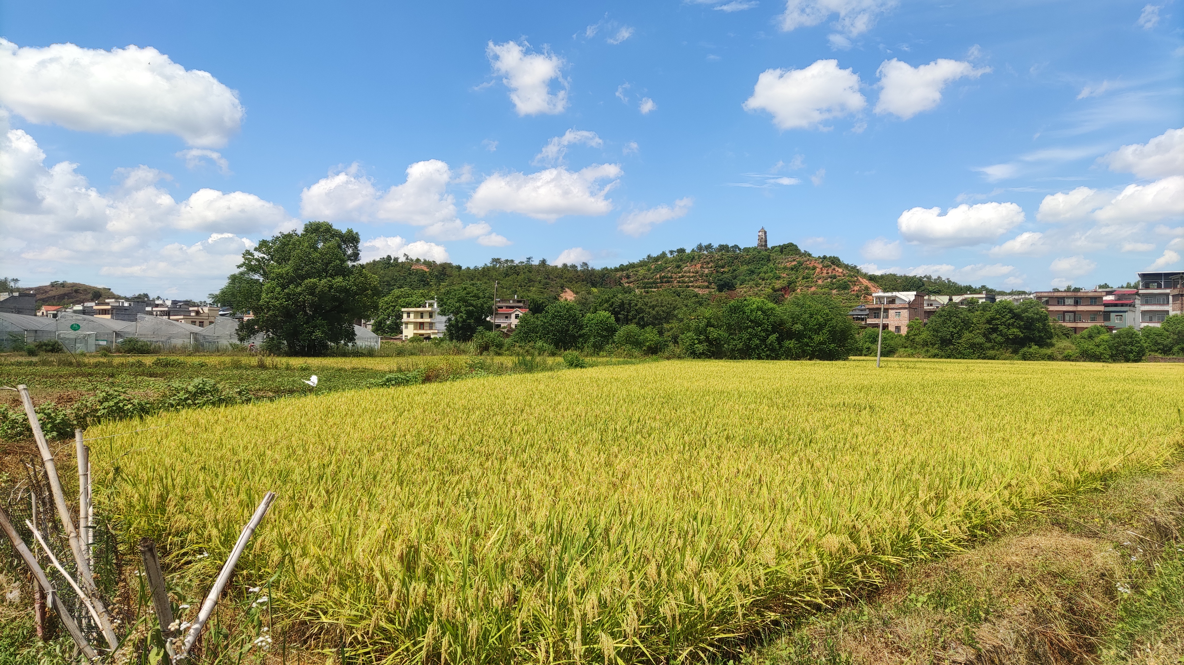 田园之稻花香图片