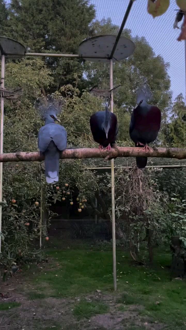 鸠鸽科鸟类现存体型最大的鸽子 维多利亚凤冠鸠