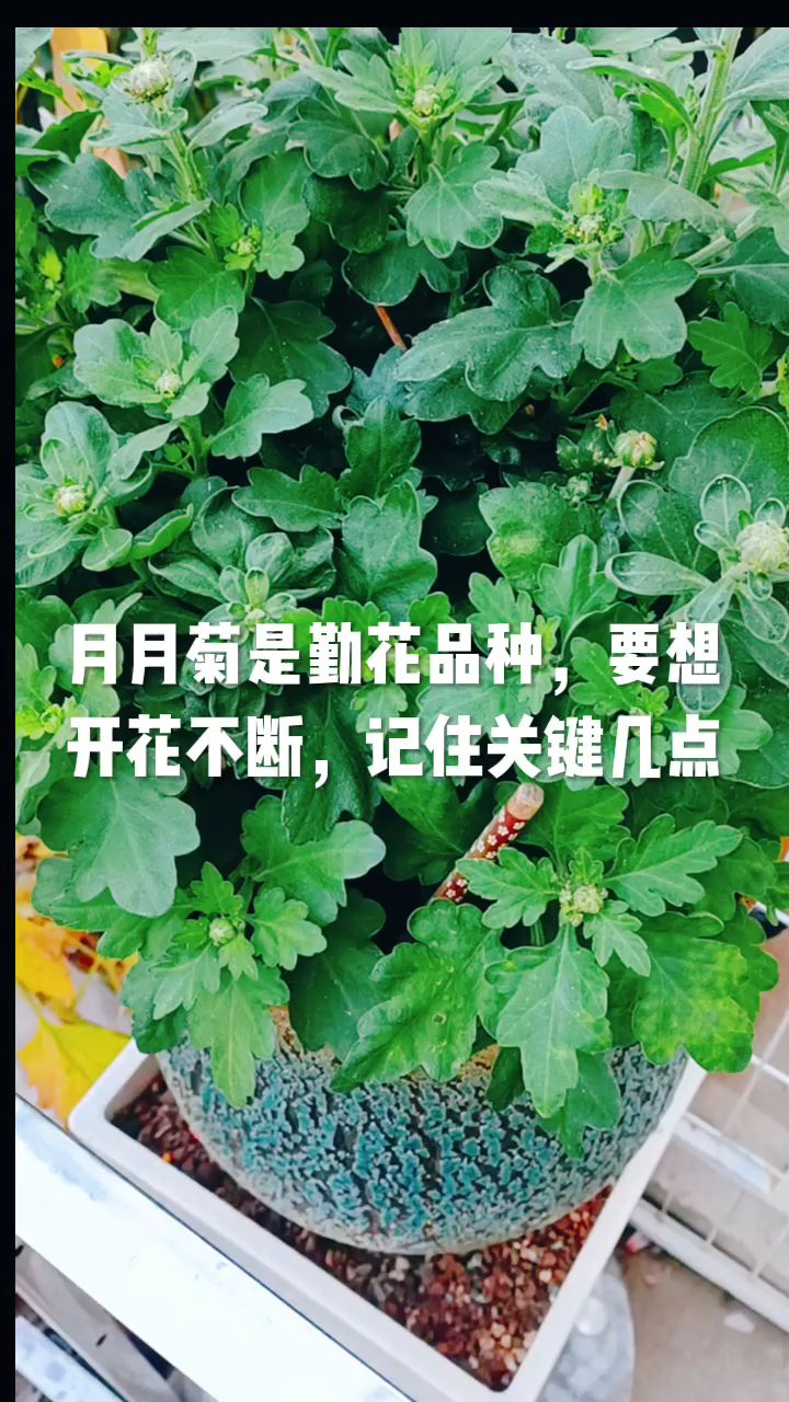 月月菊是勤花品种