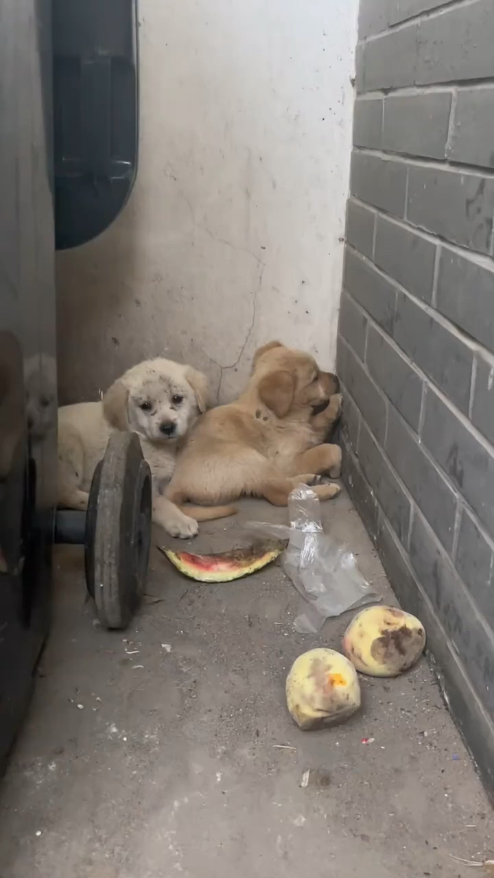 两只流浪狗被遗弃在垃圾桶旁边全身脏兮兮的好可怜
