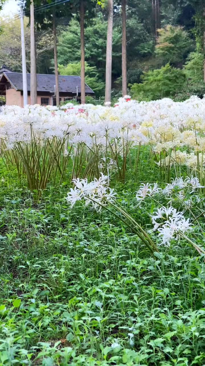 罕见的白色彼岸花 花语 期待再次相见