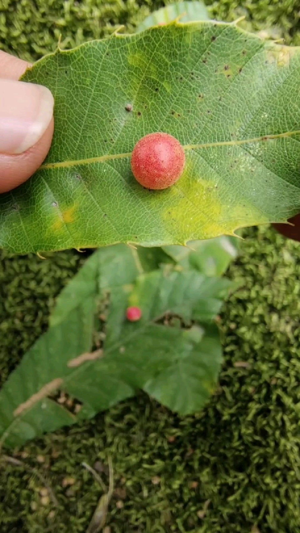 这就是虫瘿,你见过吗?