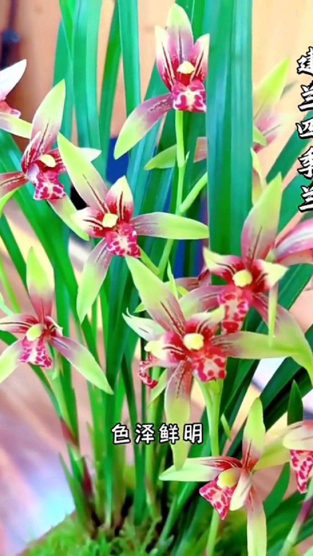 建兰经典品种小国魂