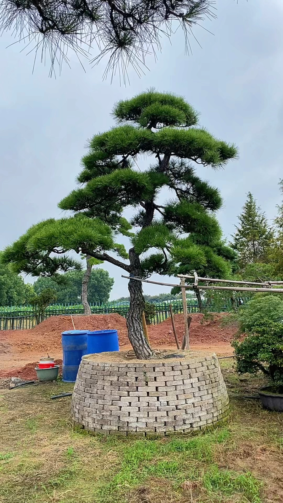 庭院地景造型树黑松