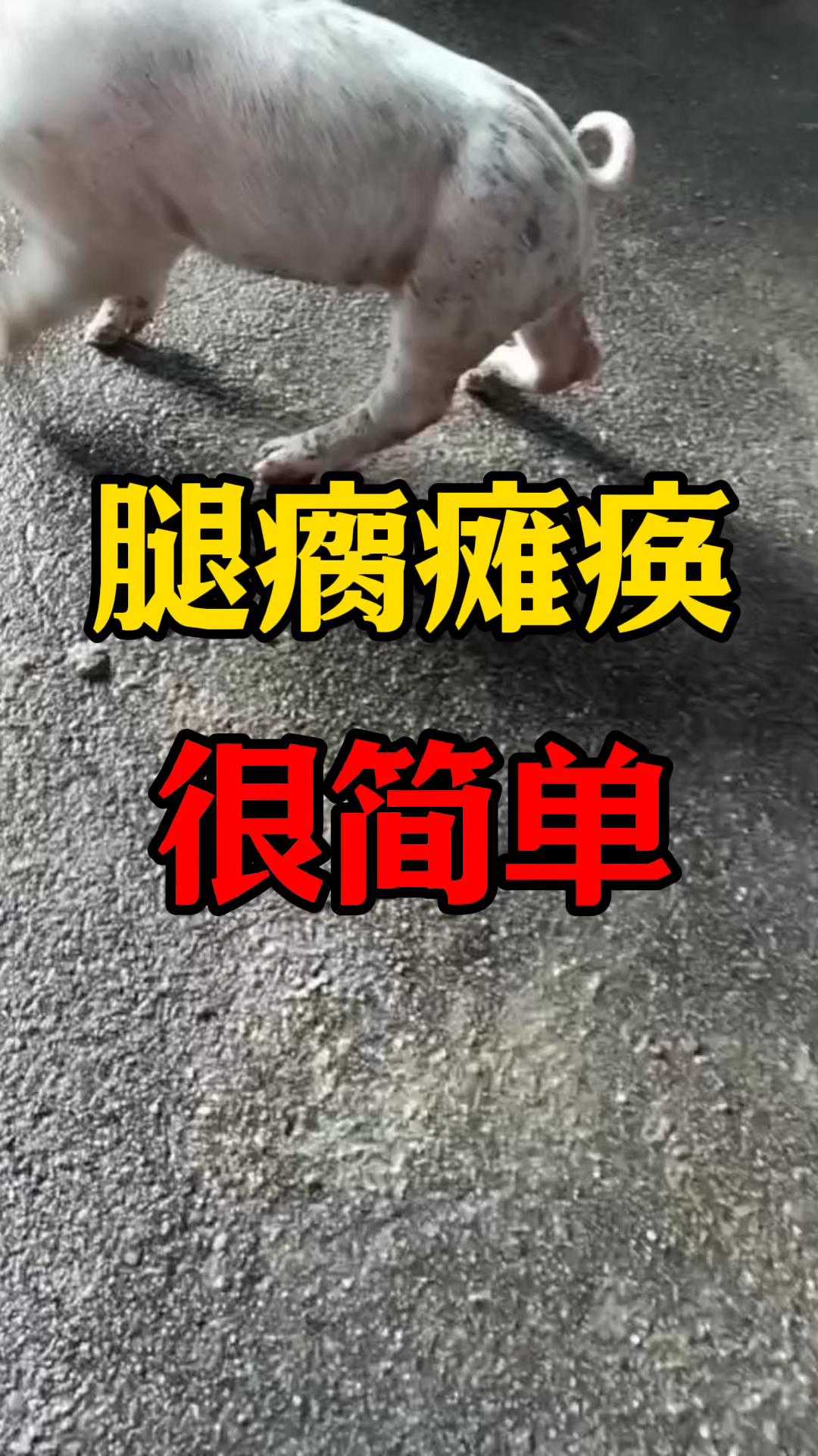 猪腿疼腿瘸瘫痪站不起来,怎么办?