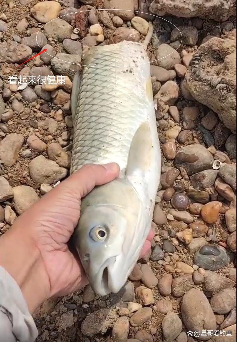 草鱼,作为我国广泛养殖的"四大家鱼"之一,其外观与青鱼相似,但成年