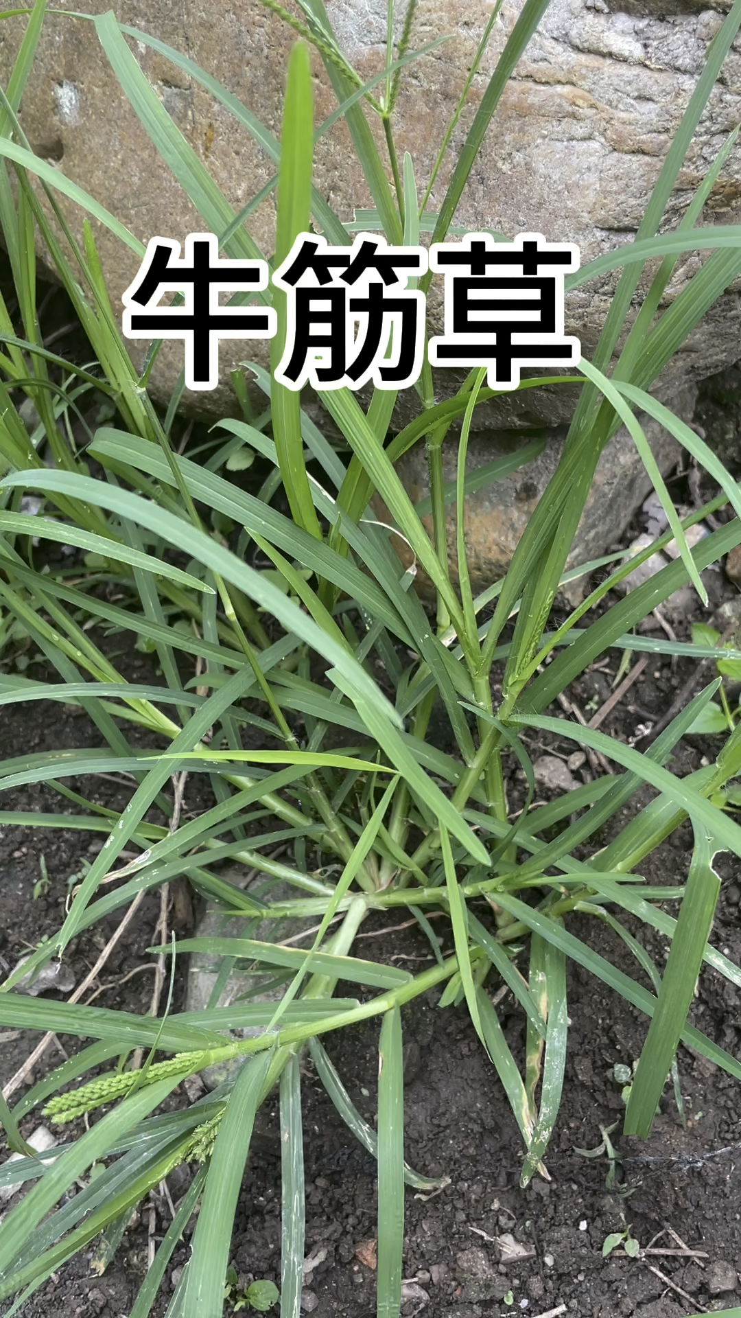 牛心草的功效图片