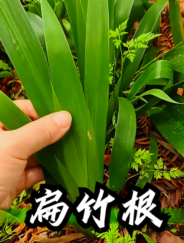 扁竹根也叫蝴蝶花,拿它煮水饮用,可以缓解嗓子不适