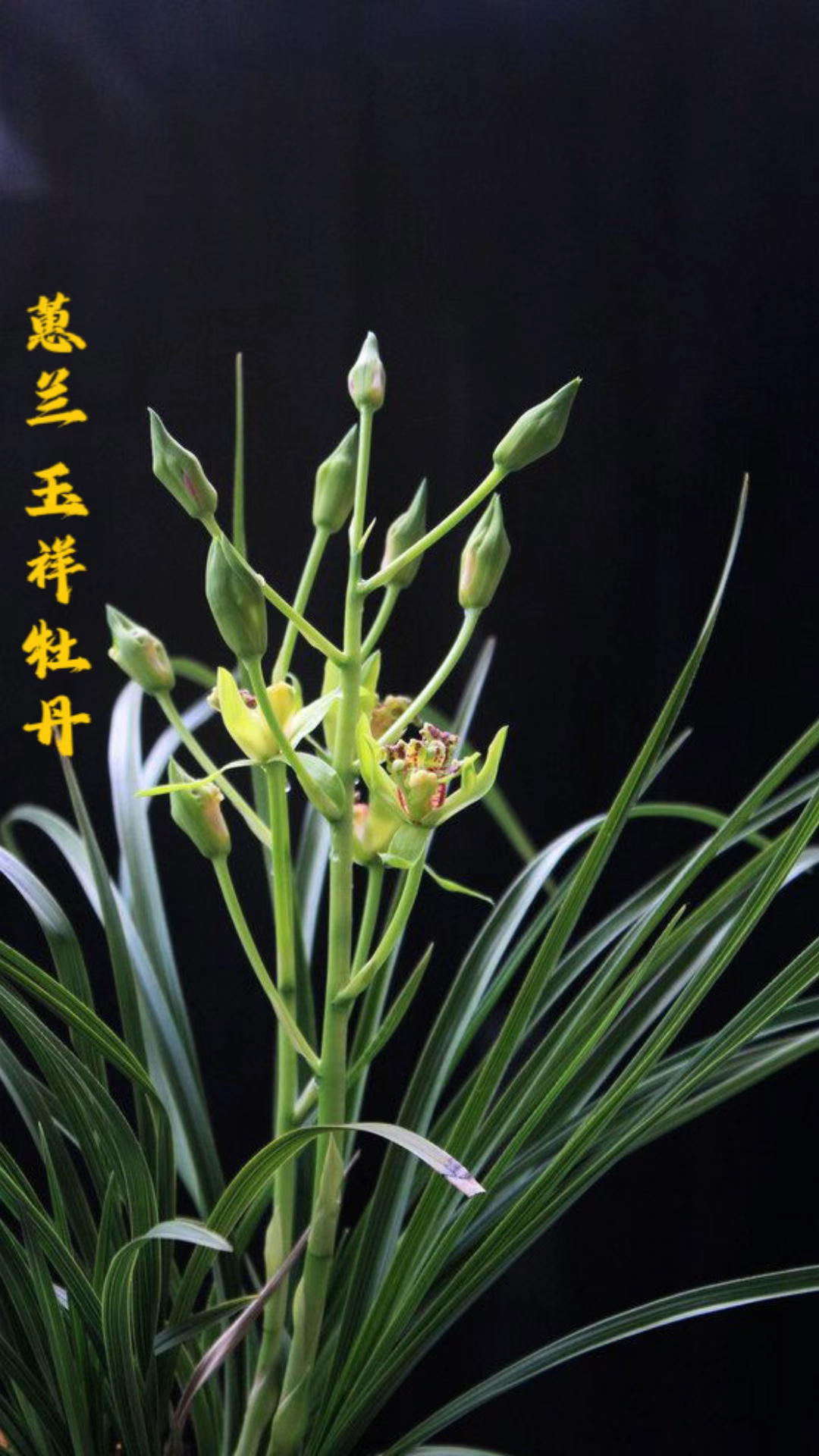 蕙兰玉祥牡丹,万物各有时令,人亦各有爱好.