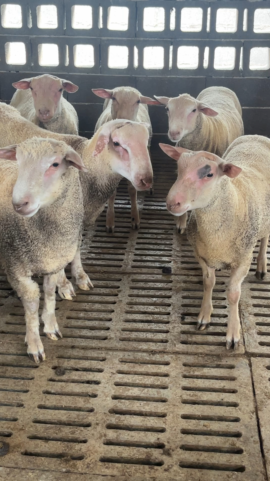 回家就能用的夏洛莱种公羊,一只也可送到家