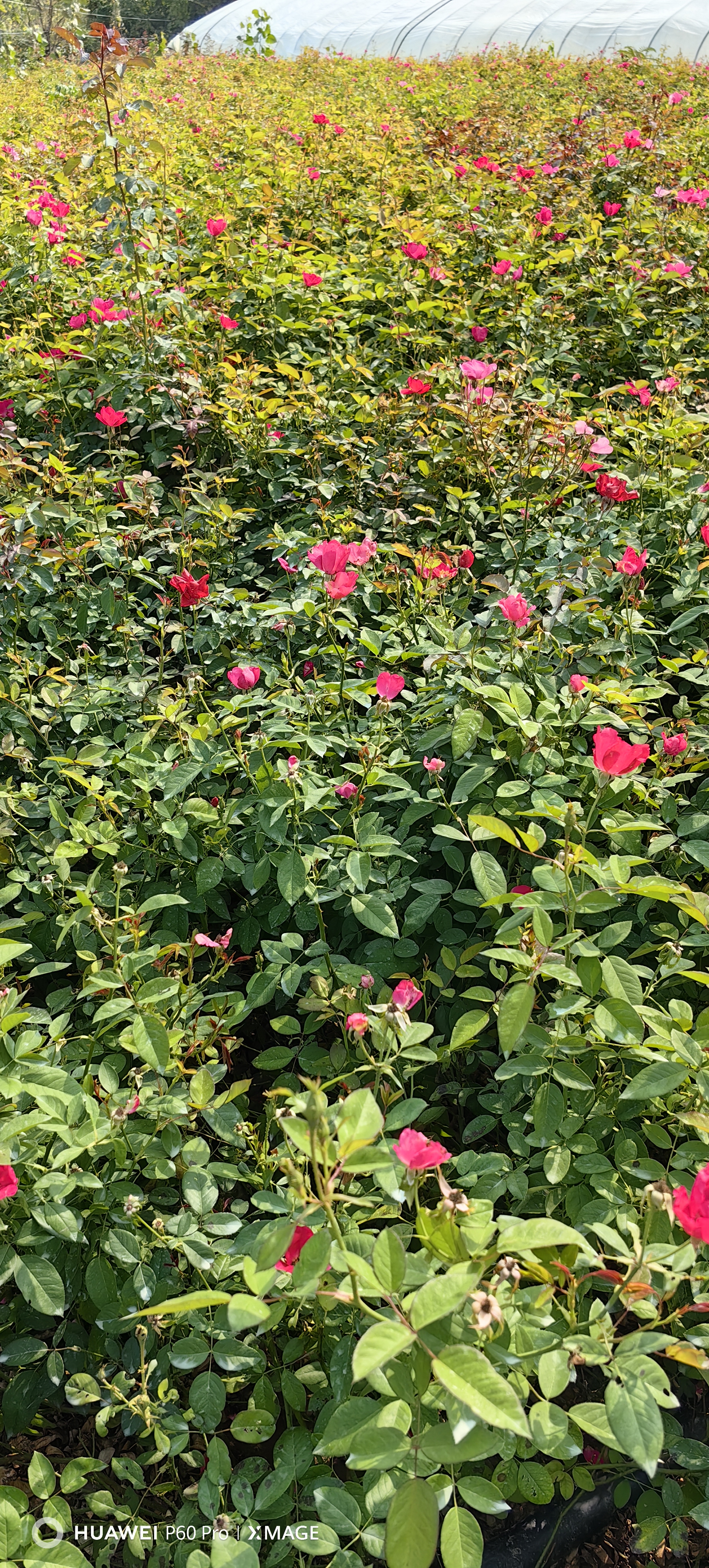丰花月季 在庭院中,可以种植在花坛,花架,墙边等位置,为庭院增添浪漫