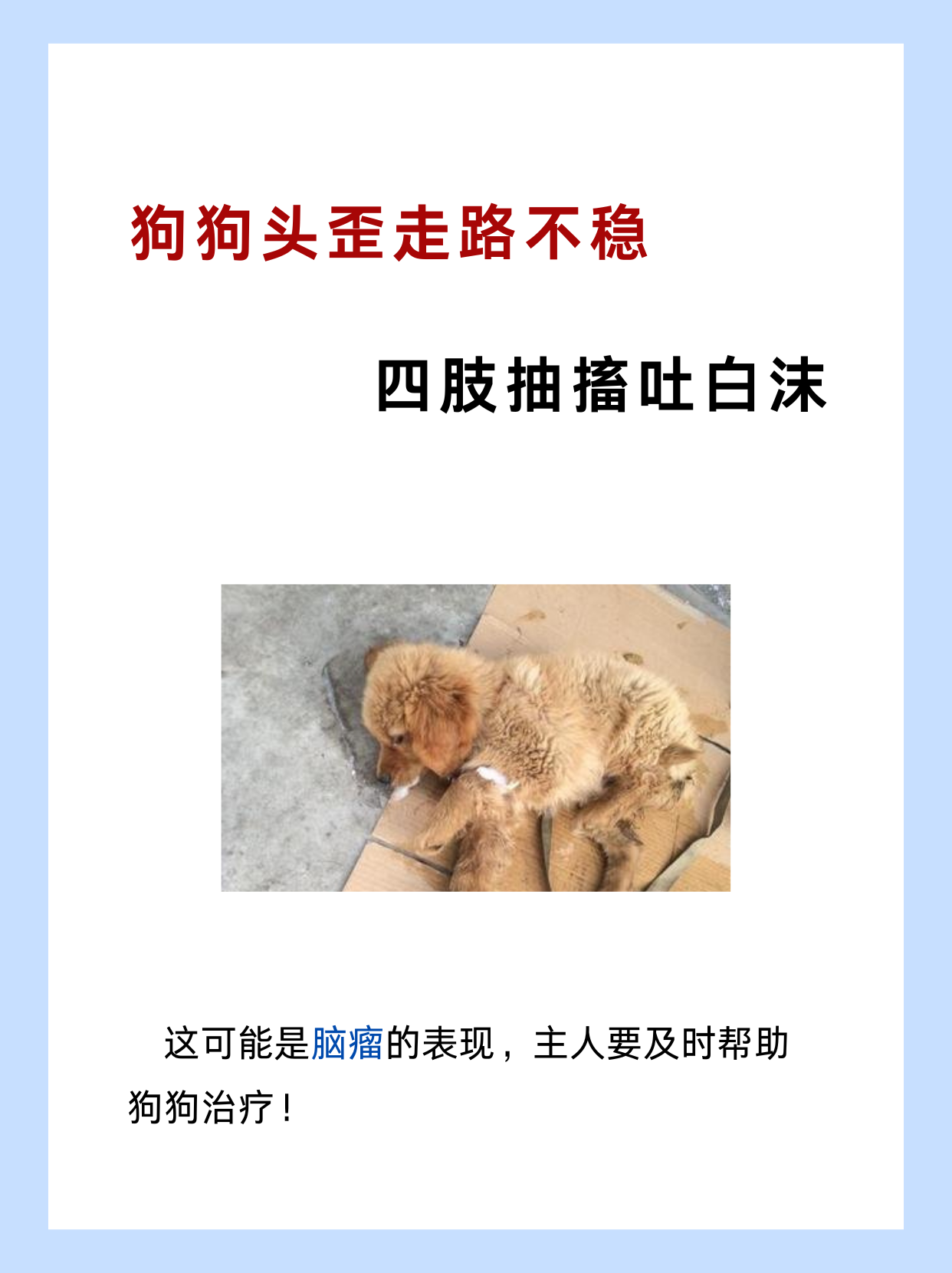 狗狗头歪走路不稳,四肢抽搐吐白沫 狗狗这种行为是脑瘤的典型表现