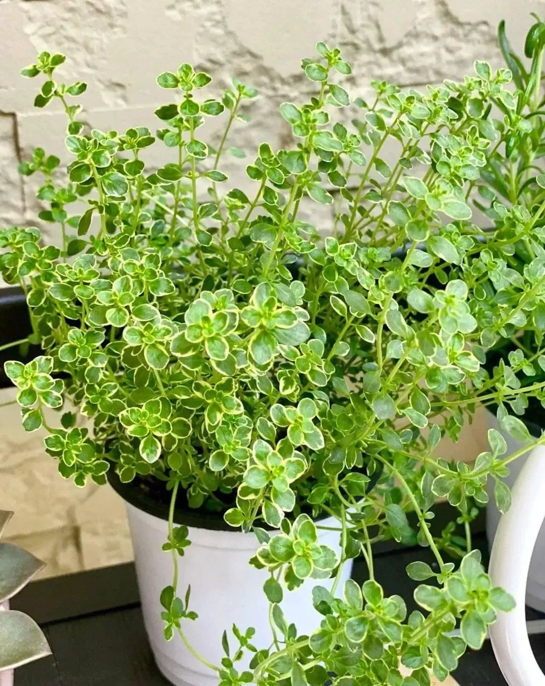 香草植物种特殊的存在,芳香气味是万能烹饪的好调料