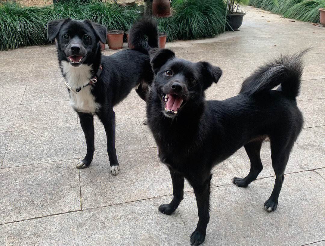 探析:土狗独特魅力何在,缘何备受大众喜爱?