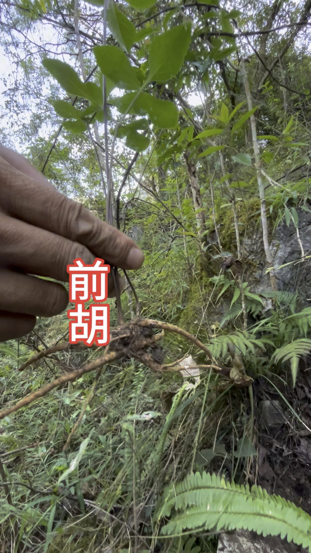 前胡真实图片