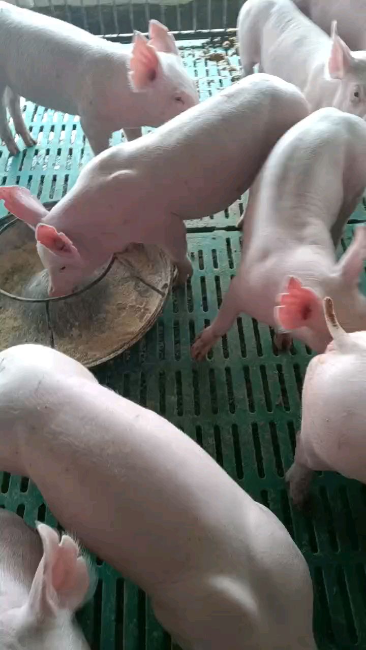 新美系大约克种猪
