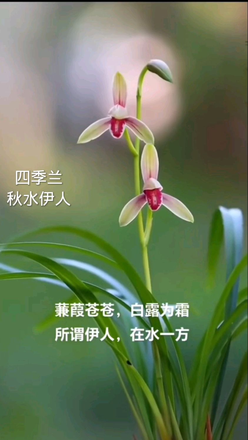 所谓伊人,在水一方.四季兰秋水伊人欣赏