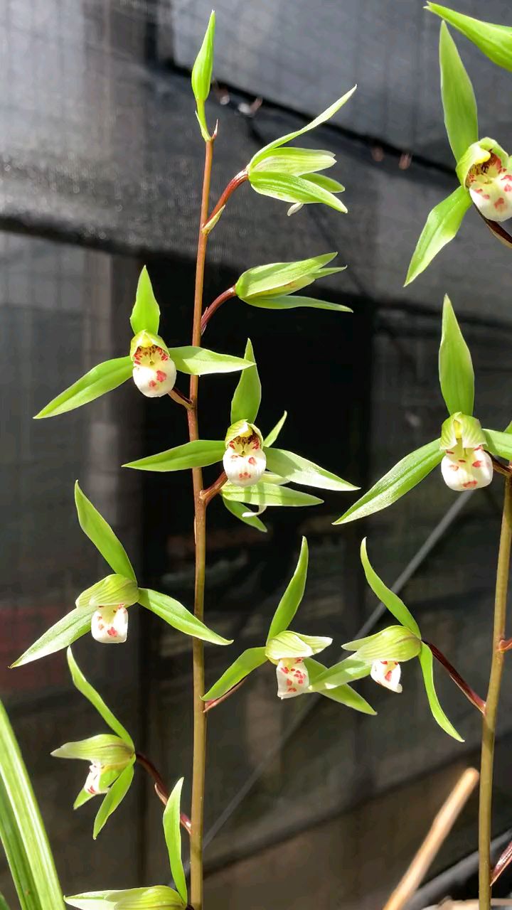 国兰,细叶寒兰品种