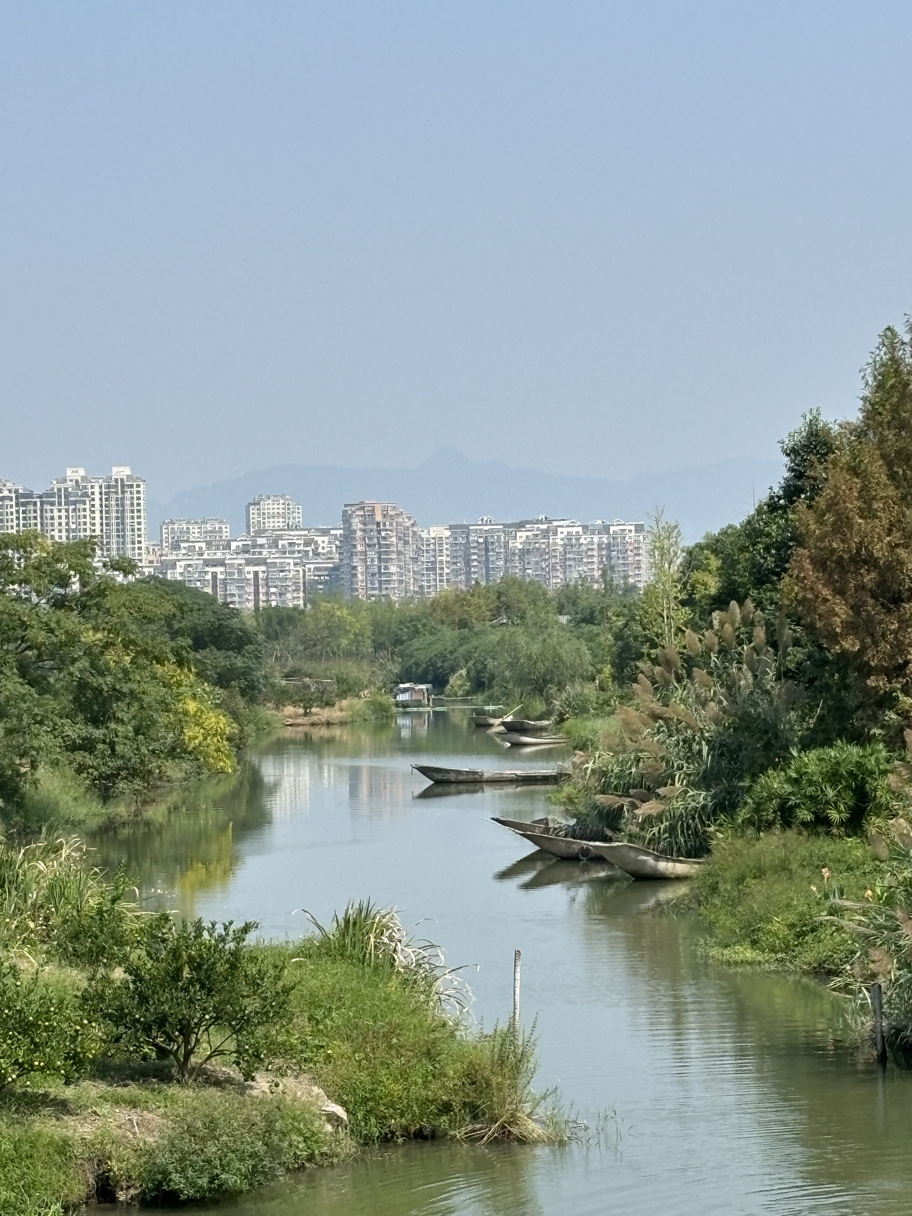 温州三垟湿地游记图片