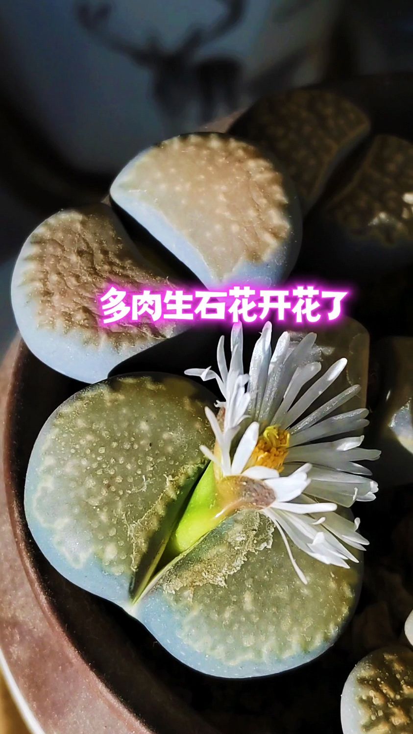 石生花养殖和种植方法图片