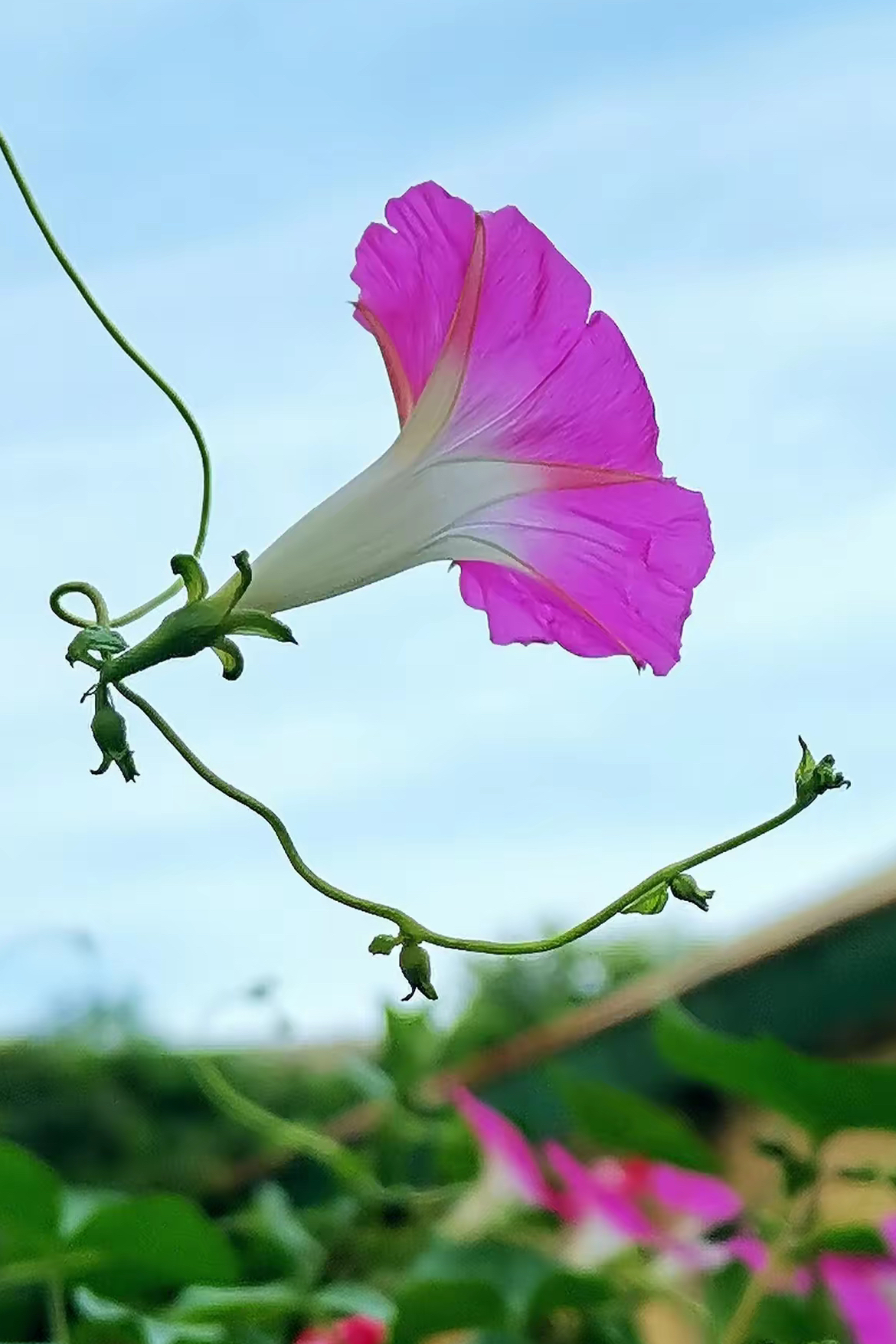秋日里的牵牛花 是最妖娆的存在 百花已经消煞 只有牵牛花依然娇艳地