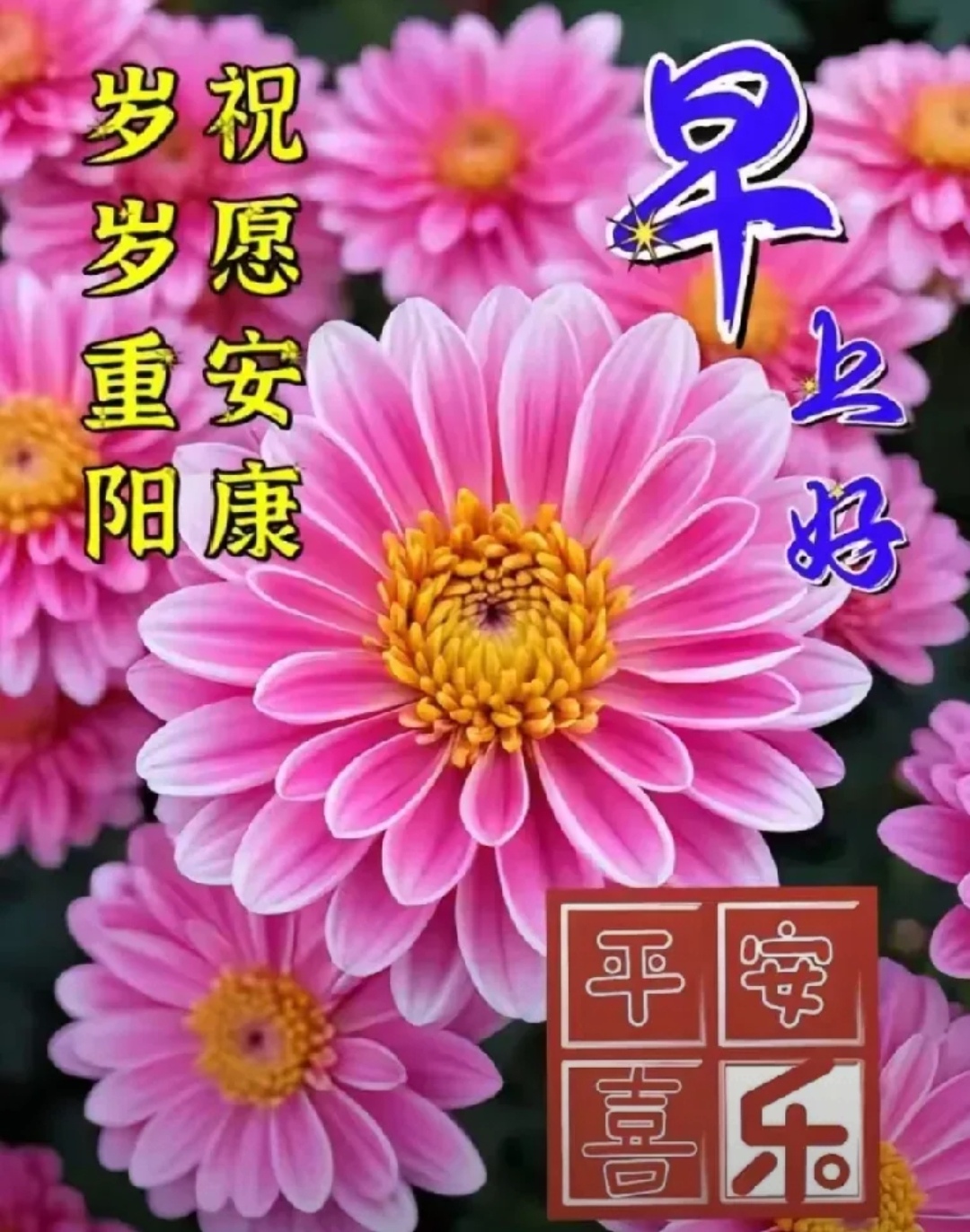 每当秋风送爽菊花盛开之时有个节日悄然临近它不仅仅是登高望远的