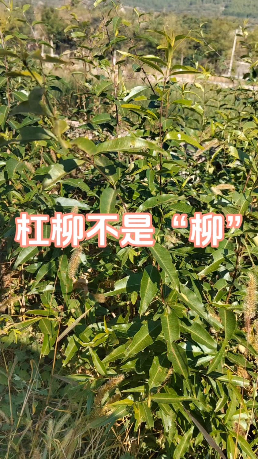 杠柳不是柳树,是一种蔓性灌木