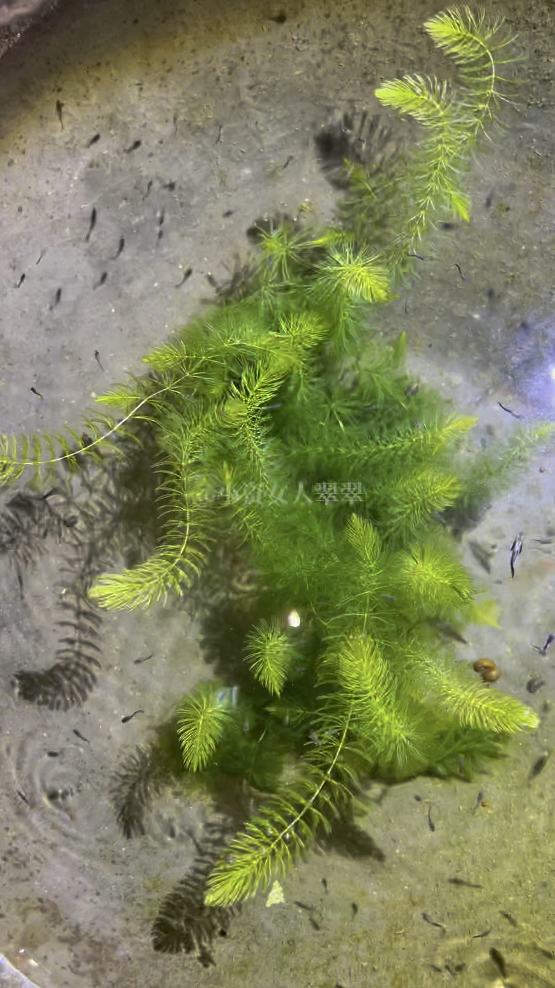 古法养鱼孔雀鱼生态缸小鱼苗