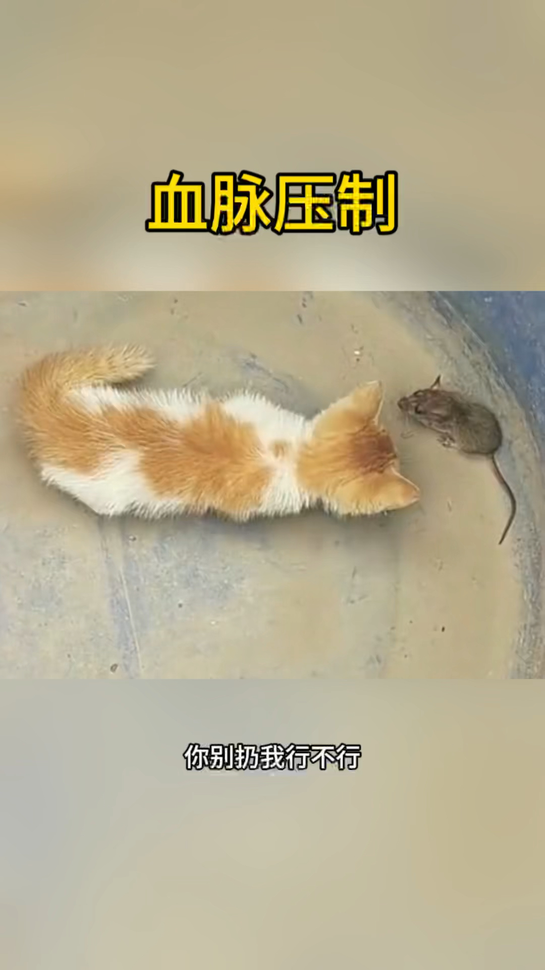 真是一物降一物,上来猫就抓老鼠.