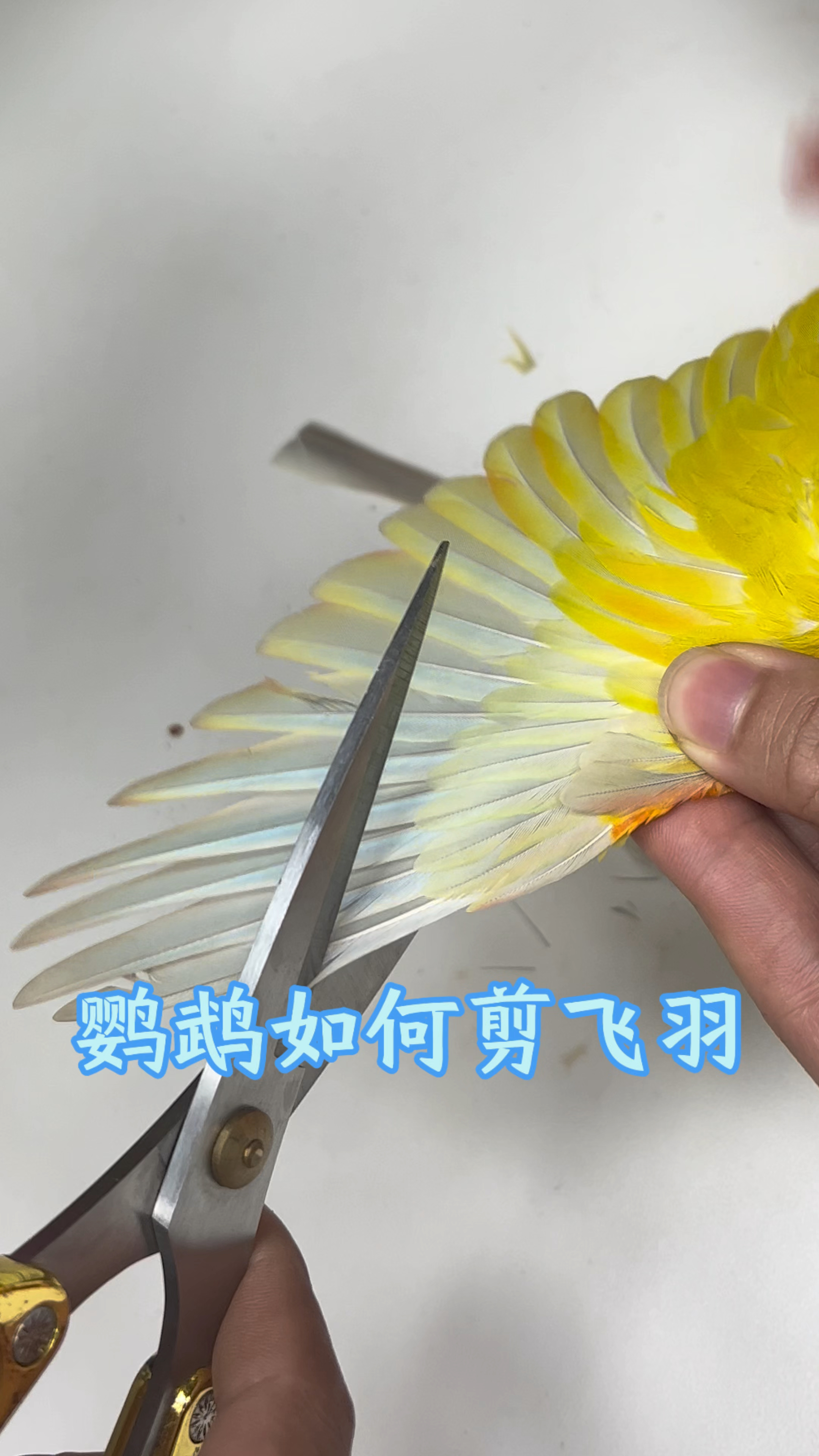 鹦鹉如何剪飞羽?