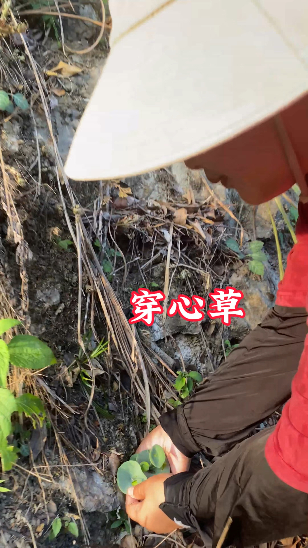 农村生活 三农 一日一植物 穿心草