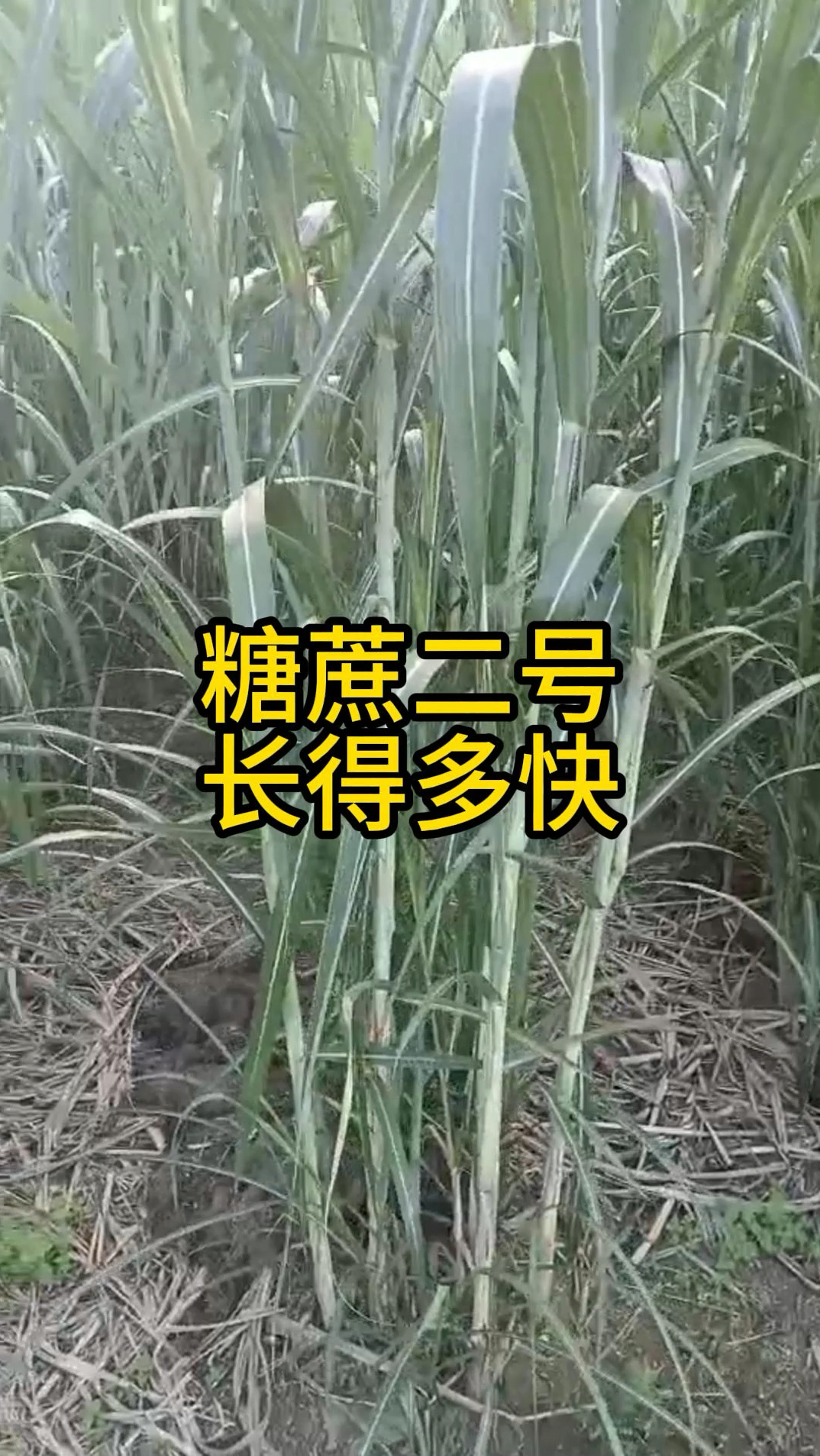 小野狼糖蔗二号牧草,管理得当长势很快,养殖专用高产牧草