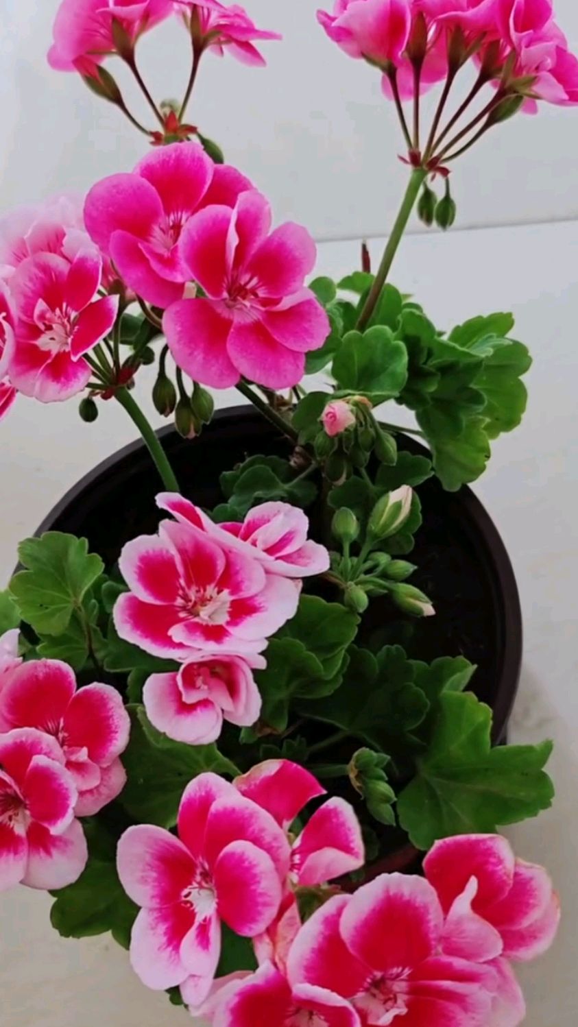 天竺葵养护需要注意这些