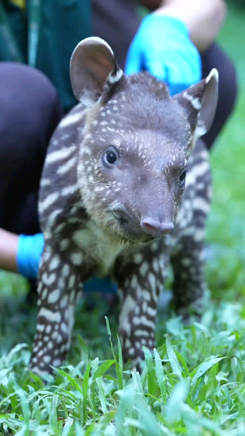 享受按摩的巴西貘宝宝#巴西貘宝宝