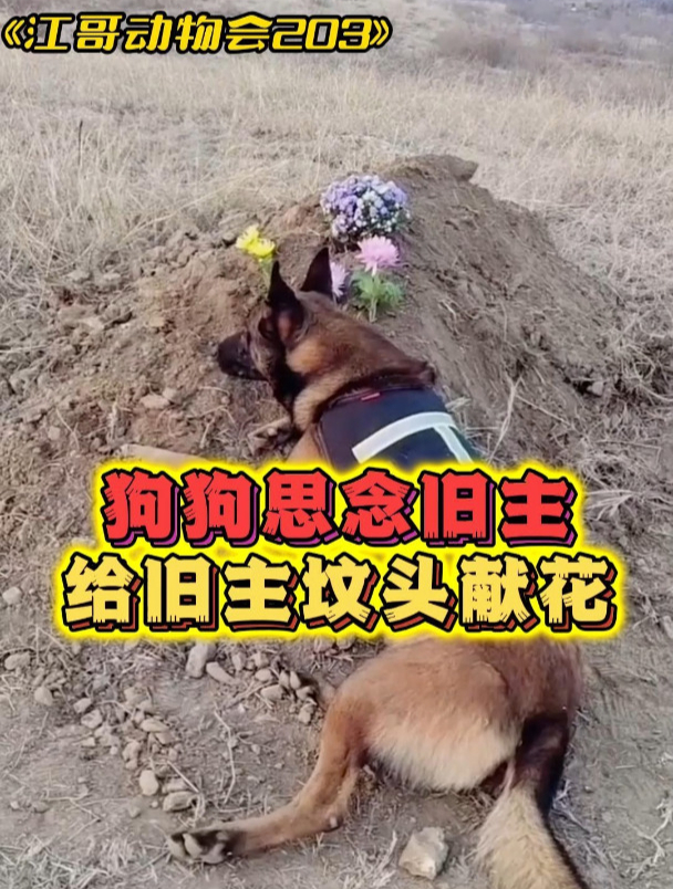 狗子思念旧主坟头献花