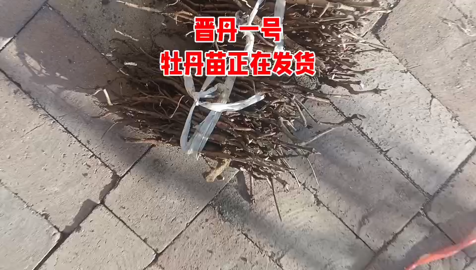 晋丹一号改良高产药用牡丹苗