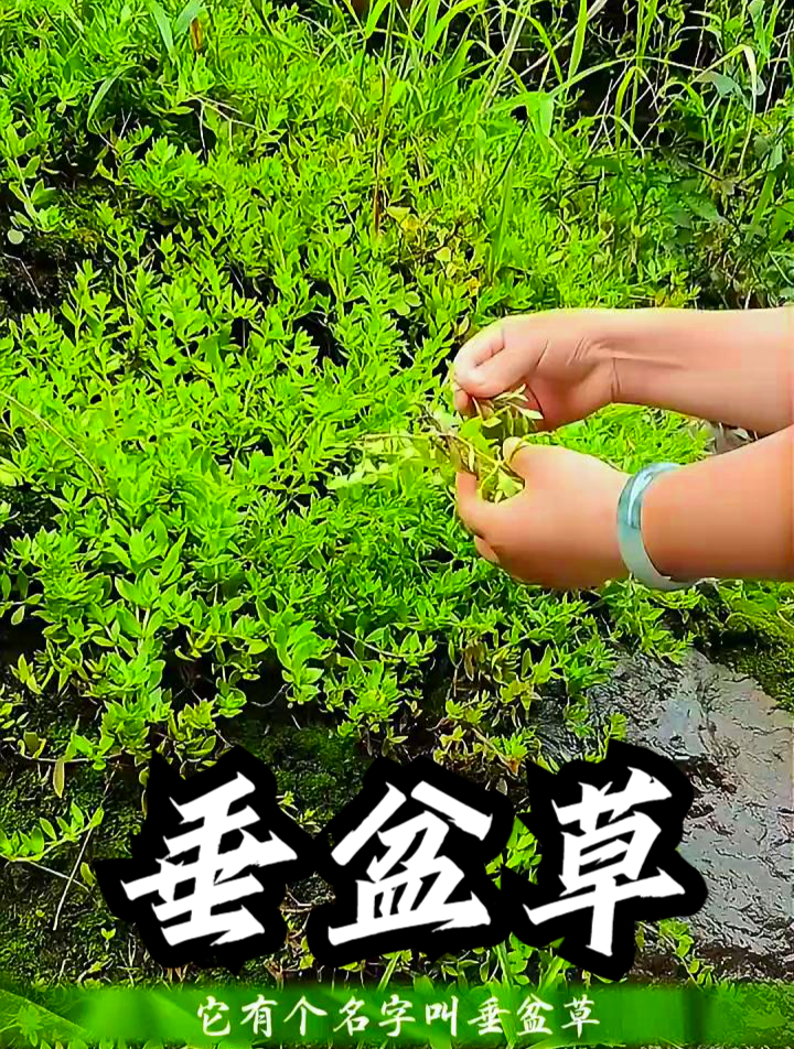 垂盆草也叫狗牙瓣,拿它凉拌食用,整个人都感觉轻松了