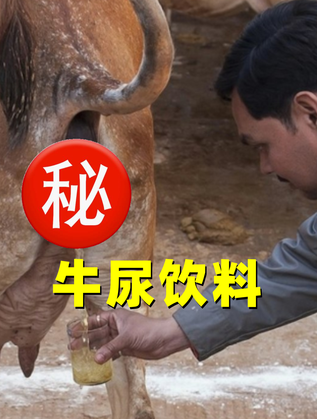 印度牛尿饮料,到底有多上头?印度人为什么喝这东西?